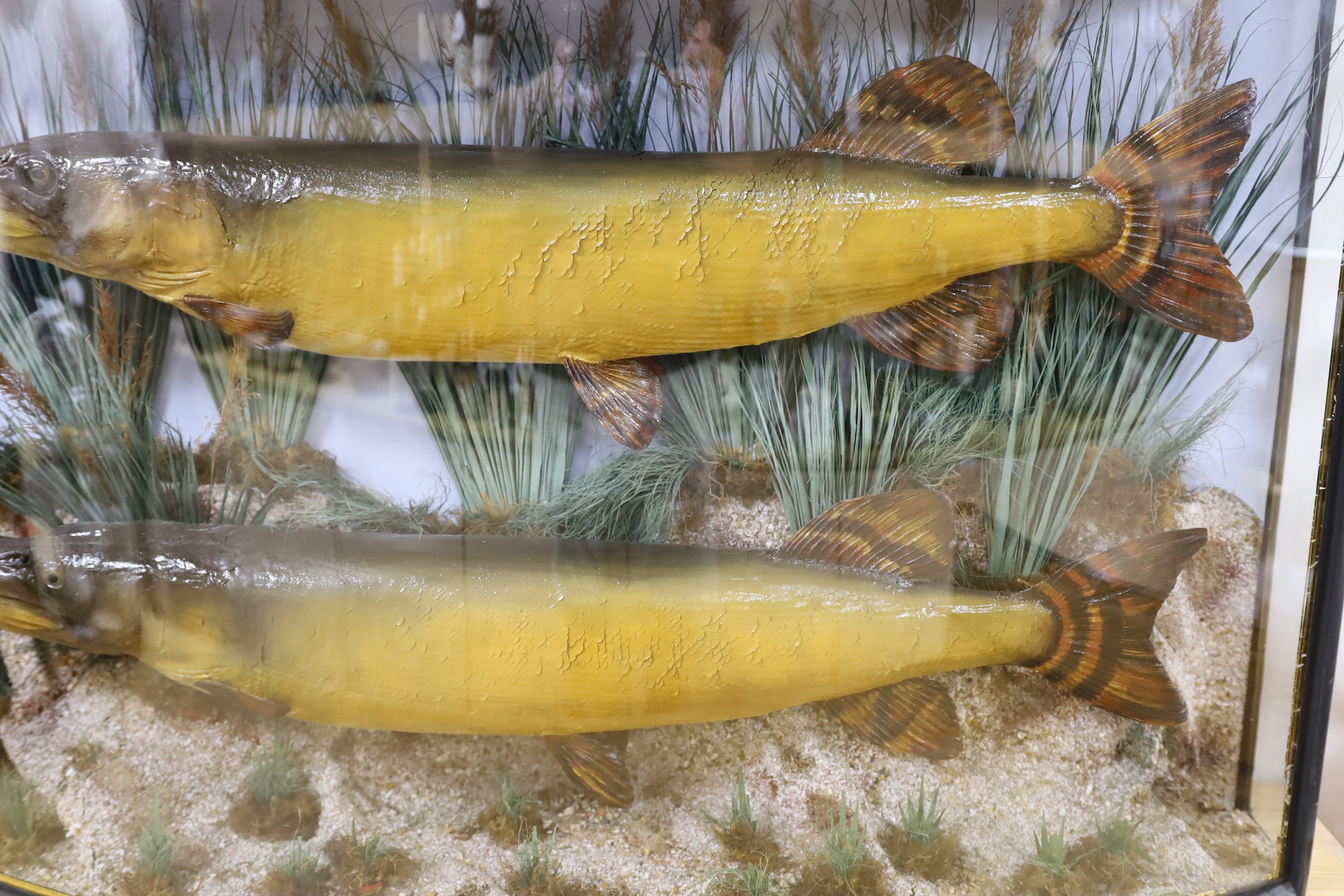 Taxidermy- an early 20th century naturalistic display of two pikes in a bowfront case, 98 cm wide, 23 cm deep, 63 cm high